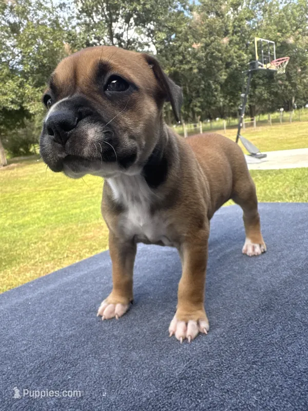 Chick  – American Bulldog puppy for sale in Mascotte, FL