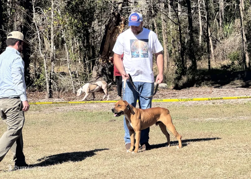 Cowboy Jr. – American Bulldog puppy for sale in Mascotte, FL