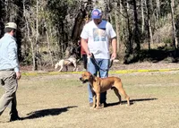 Cowboy Jr., a  American Bulldog for sale in Mascotte, FL – 1 of 2