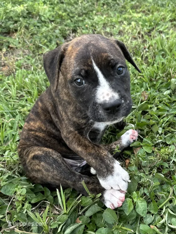 Female #2/ Tanya Tucker – American Bulldog puppy for sale in Mascotte, FL