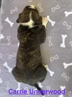 Female #5/ Carrie Underwood, a female American Bulldog for sale in Mascotte, FL – 6 of 6