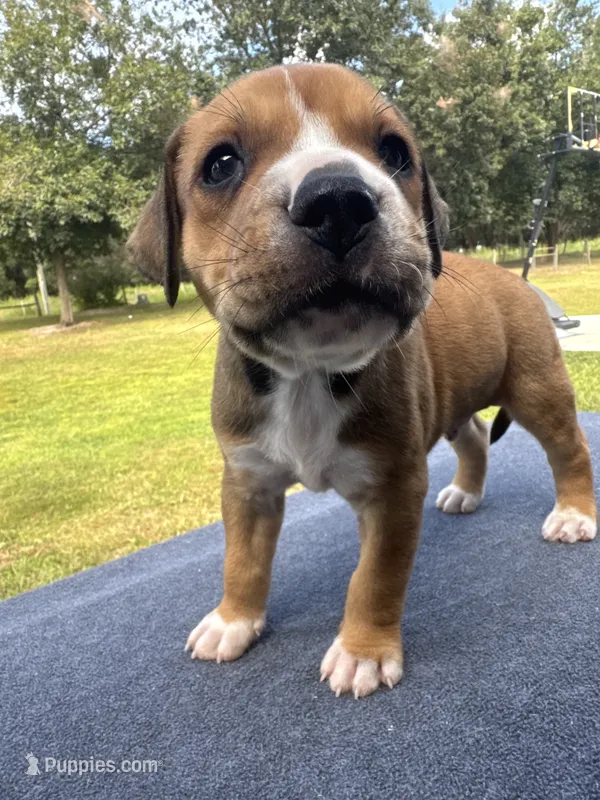 Alan Jackson – American Bulldog puppy for sale in Mascotte, FL