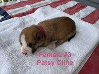 Patsy Cline / Female #3, a female American Bulldog for sale in Mascotte, FL – 3 of 3