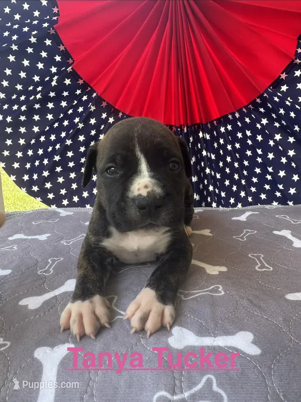 Female #2/ Tanya Tucker – American Bulldog puppy for sale in Mascotte, FL