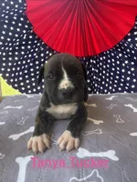 Female #2/ Tanya Tucker, a female American Bulldog for sale in Mascotte, FL – 1 of 6