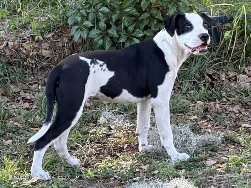 Simeon, a male American Bulldog for sale in Mascotte, FL – 1 of 5