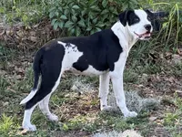 Simeon, a male American Bulldog for sale in Mascotte, FL – 1 of 5