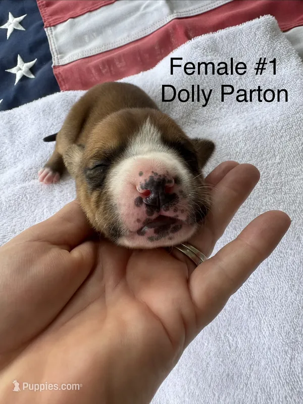 Dolly Parton/ Female #1 – American Bulldog puppy for sale in Mascotte, FL