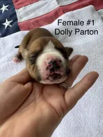 Dolly Parton/ Female #1, a female American Bulldog for sale in Mascotte, FL – 1 of 7