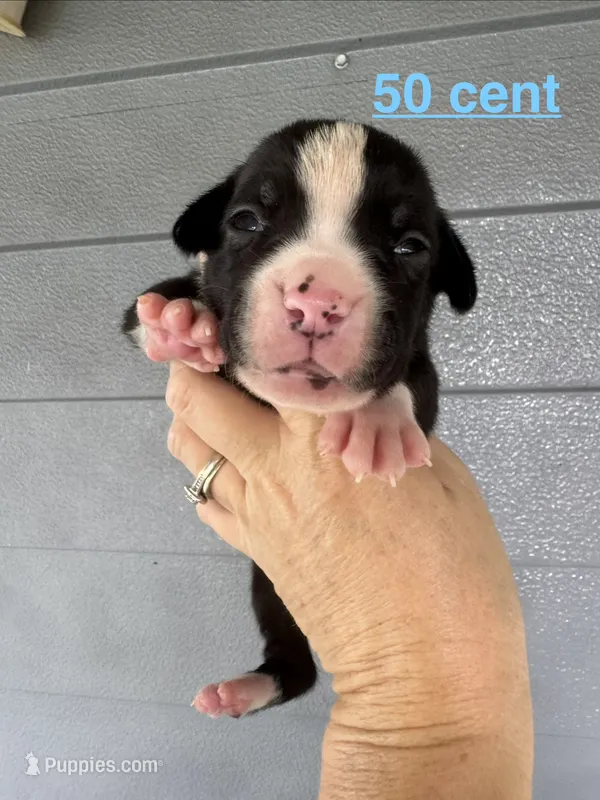 50 Cent – American Bulldog puppy for sale in Mascotte, FL