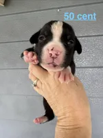 50 Cent, a male American Bulldog for sale in Mascotte, FL – 1 of 2