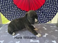 Male #3/ Hank Williams, a male American Bulldog for sale in Mascotte, FL – 4 of 6