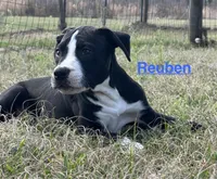 Reuben, a male American Bulldog for sale in Mascotte, FL – Photo 1 of 9