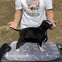 Reuben, a male American Bulldog for sale in Mascotte, FL – Photo 8 of 9