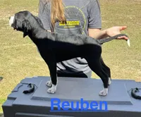 Reuben, a male American Bulldog for sale in Mascotte, FL – Photo 3 of 9