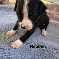 Reuben, a male American Bulldog for sale in Mascotte, FL – Photo 9 of 9