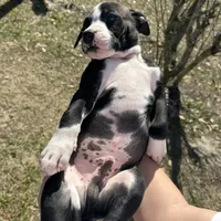 Reuben, a male American Bulldog for sale in Mascotte, FL – Photo 6 of 9