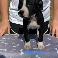 Reuben, a male American Bulldog for sale in Mascotte, FL – Photo 4 of 9