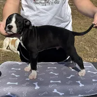 Reuben, a male American Bulldog for sale in Mascotte, FL – Photo 7 of 9