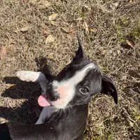 Reuben, a male American Bulldog for sale in Mascotte, FL – Photo 5 of 9