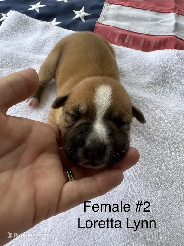 Loretta Lynn / Female #2 – American Bulldog puppy for sale in Mascotte, FL