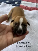 Loretta Lynn / Female #2, a female American Bulldog for sale in Mascotte, FL – 1 of 3