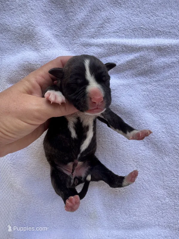 Female Honeymoon & Cowboy litter – American Bulldog puppy for sale in Mascotte, FL