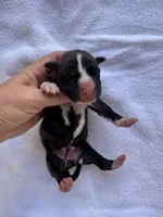 Female Honeymoon & Cowboy litter, a female American Bulldog for sale in Mascotte, FL – 1 of 2