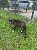 Male #3/ Hank Williams, a male American Bulldog for sale in Mascotte, FL – 2 of 9