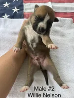 Willie Nelson / Male #2, a male American Bulldog for sale in Mascotte, FL – 3 of 5