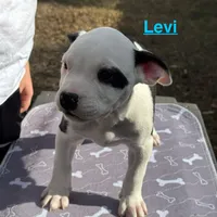 Levi, a male American Bulldog for sale in Mascotte, FL – Photo 4 of 8