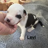 Levi, a male American Bulldog for sale in Mascotte, FL – Photo 7 of 8