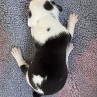 Levi, a male American Bulldog for sale in Mascotte, FL – Photo 8 of 8