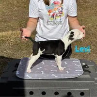 Levi, a male American Bulldog for sale in Mascotte, FL – Photo 5 of 8