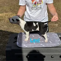 Levi, a male American Bulldog for sale in Mascotte, FL – Photo 6 of 8