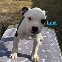 Levi, a male American Bulldog for sale in Mascotte, FL – Photo 3 of 8