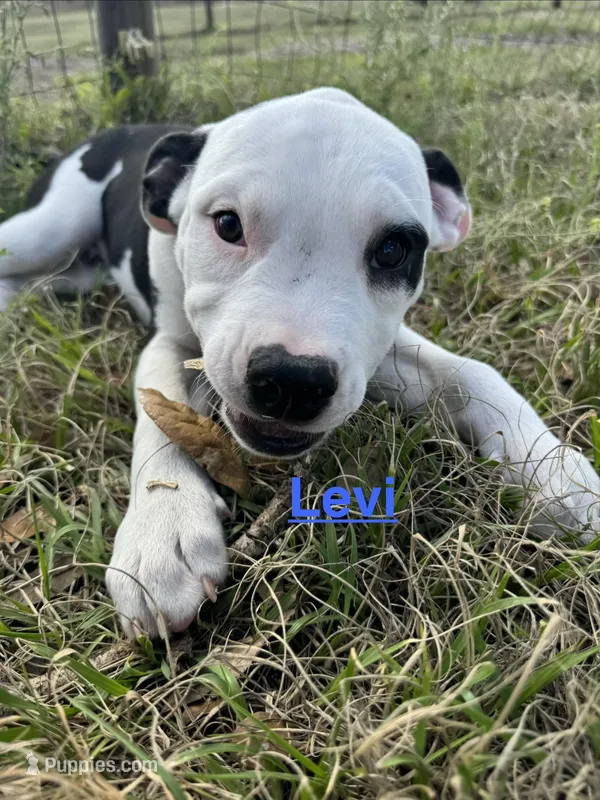 Levi – American Bulldog puppy for sale in Mascotte, FL