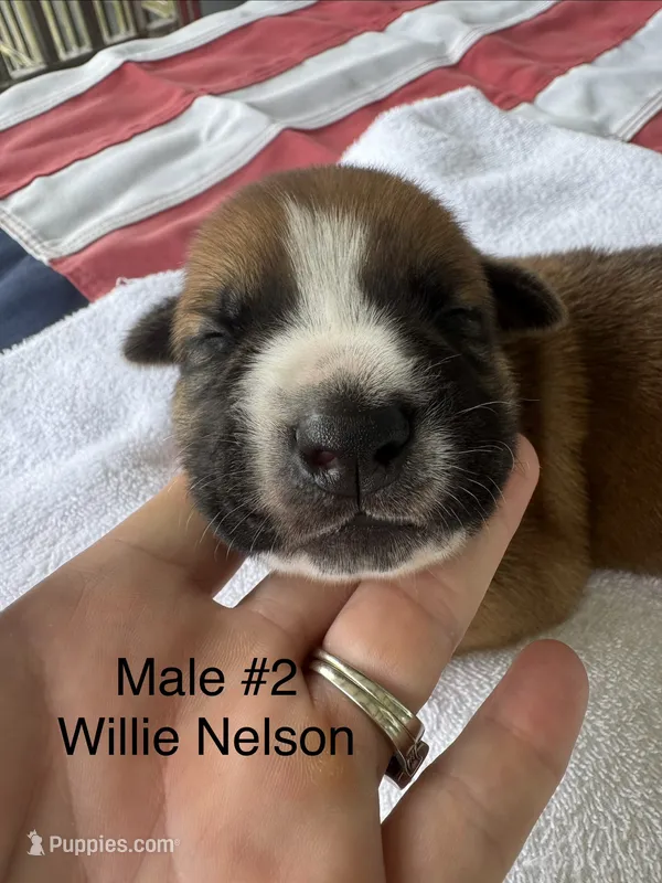 Willie Nelson / Male #2 – American Bulldog puppy for sale in Mascotte, FL