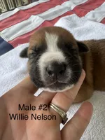 Willie Nelson / Male #2, a male American Bulldog for sale in Mascotte, FL – 1 of 5