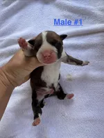 Male #1, a male American Bulldog for sale in Mascotte, FL – 1 of 5