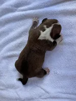 Male Honeymoon & Cowboy litter, a male American Bulldog for sale in Mascotte, FL – 2 of 5
