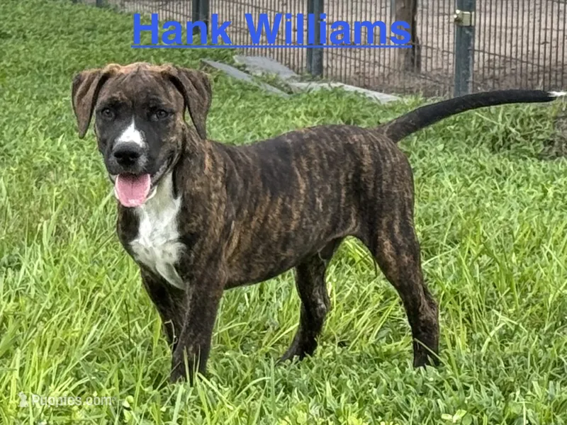 Male #3/ Hank Williams – American Bulldog puppy for sale in Mascotte, FL