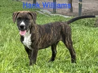 Male #3/ Hank Williams, a male American Bulldog for sale in Mascotte, FL – 1 of 9