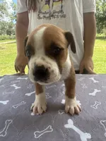 Male #2/ George Jones, a male American Bulldog for sale in Mascotte, FL – 3 of 6