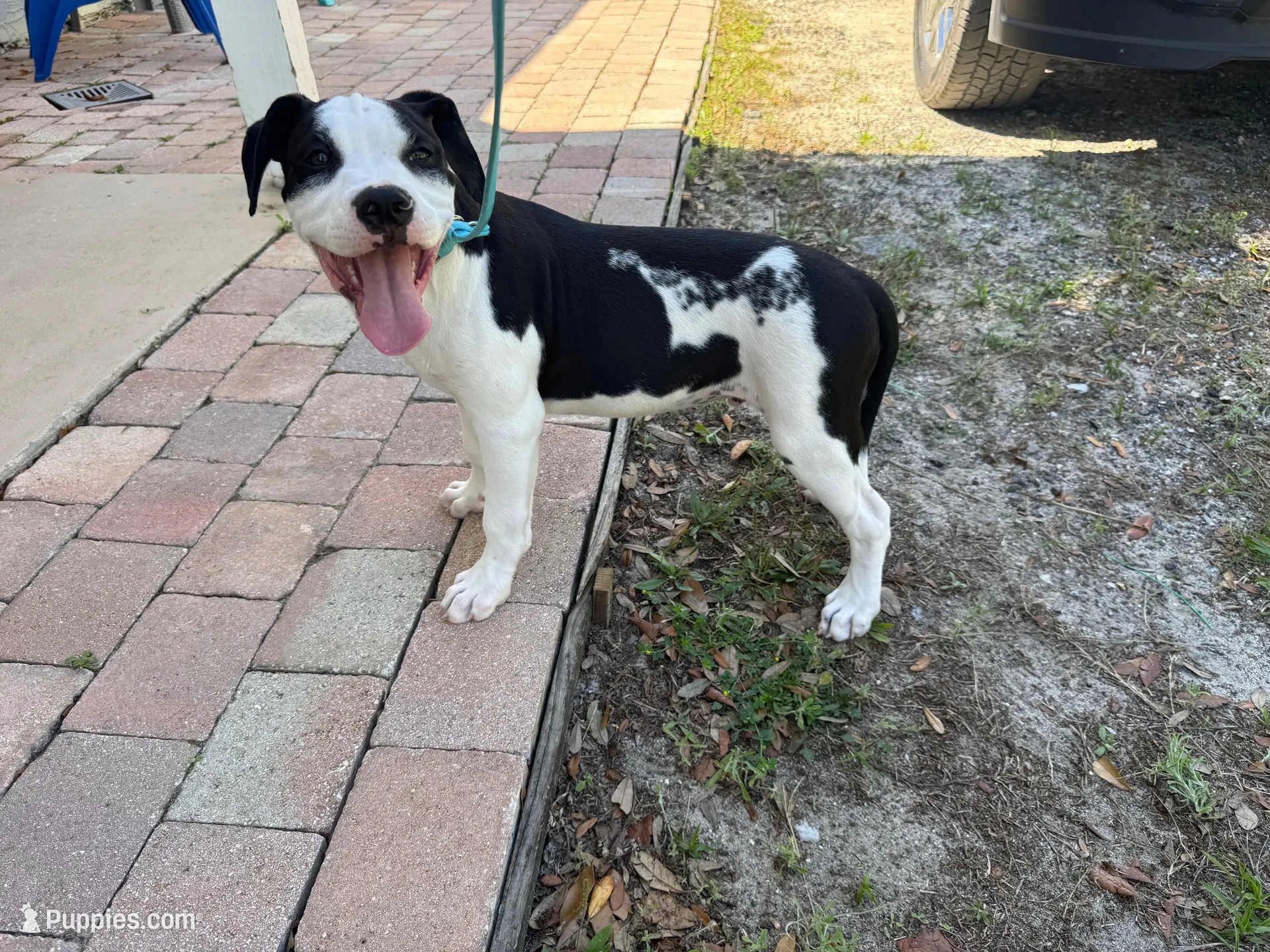 Simeon – American Bulldog puppy for sale in Mascotte, FL
