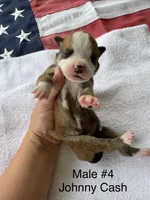 Johnny Cash/ Male #4, a male American Bulldog for sale in Mascotte, FL – 3 of 3