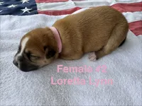 Loretta Lynn / Female #2, a female American Bulldog for sale in Mascotte, FL – 2 of 3