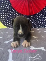 Female #2/ Tanya Tucker, a female American Bulldog for sale in Mascotte, FL – 4 of 6
