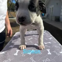 Simeon, a male American Bulldog for sale in Mascotte, FL – Photo 5 of 8
