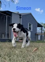 Simeon, a male American Bulldog for sale in Mascotte, FL – Photo 1 of 8